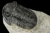 Detailed Gerastos Trilobite Fossil - Morocco #118999-2